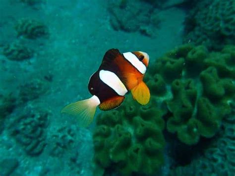 18 Amazing Types Of Clownfish Fishkeeping Dudes