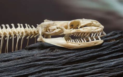 Beneath the Skin: Exploring The Bones of Snakes - Reptile Jam