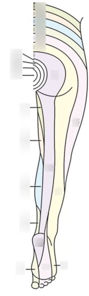 Msk Posterior Le Dermatomes Diagram Quizlet