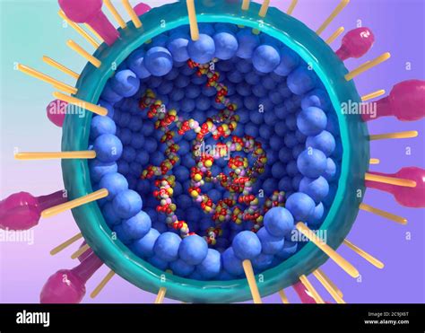 Virus Respiratoire Syncytial Humain Hrsv Illustration D Coup E