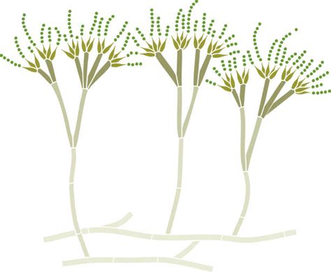 60+ Conidiophore Stock Illustrations, Royalty-Free Vector Graphics ... 