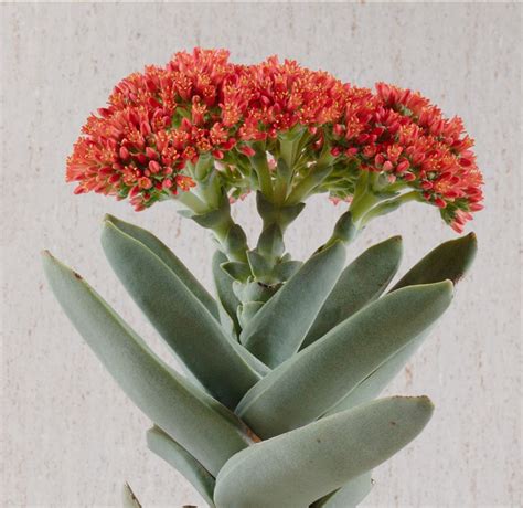 Tipos de Crassula