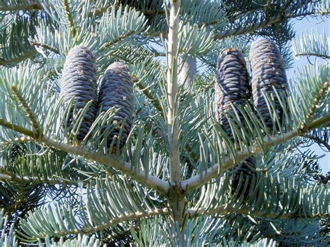 Abies Concolorcolorado White Fir Peat Free Majestic Evergreen 7