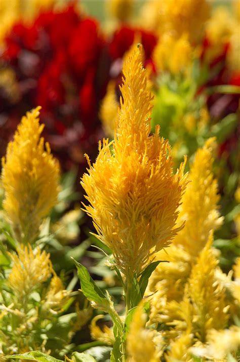 grow celosia artofit