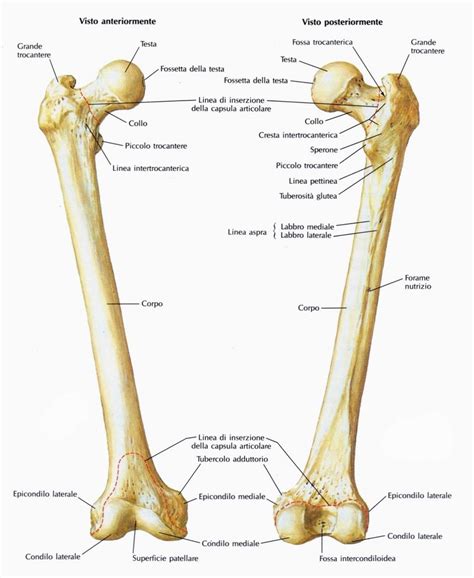 Femore Medicinapertuttiit Anatomia Muscoli Studenti Di Medicina