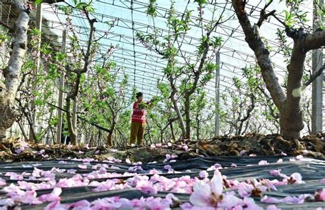 河北乐亭：冬季里来桃花开大棚新华社疏花