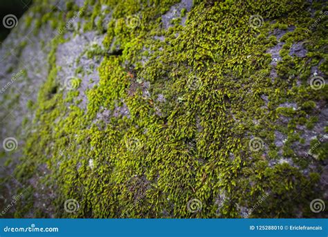 Moss Growing On Rock Stock Photo Image Of Grey Wallpapers 125288010