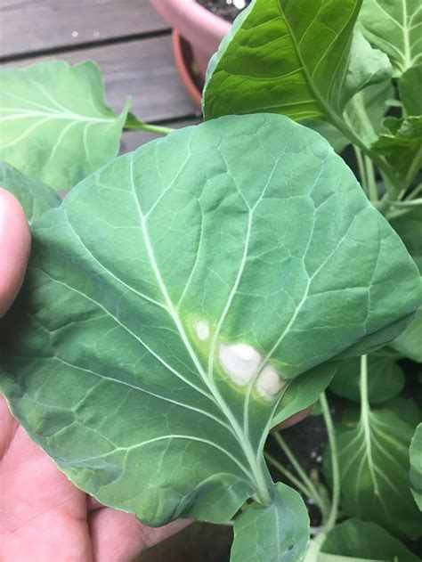 Any One Know Whats Causing These Spots On My Brussels Sprouts Plant Leaves Horticulture