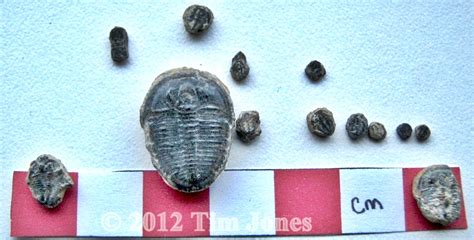 Wren S Nest Wenlock Sillurian Member Collections The Fossil Forum