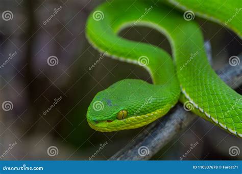 Close Up Yellow-lipped Green Pit Viper Snake Stock Photo - Image of ...