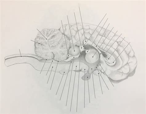 Sheep Brain Sagittal View Diagram Quizlet