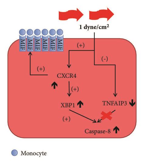 Representation Of Relations Between Cxcr4 Tnfaip3 And Caspase 8 In Download Scientific