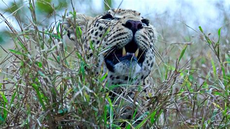 Echoes of the Wild: Witness the Mighty Roar of a Leopard