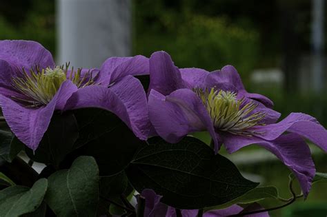 Clematite Azul Flor Clematis Foto Gratuita No Pixabay Pixabay