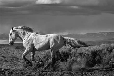 Black and White Wildlife Photography | Photos by Joseph C. Filer