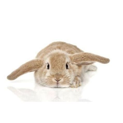 Ветеринарные препараты для кожи и шерсти - Vet&Zoo Планета — интернет ...