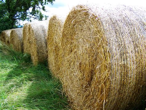 straw, rural landscape, agriculture, outdoors, no people, hay, plant
