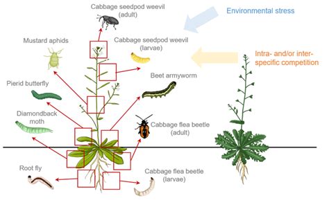 Tissue Specific Plant Herbivore Interactions Joos Piie Lab