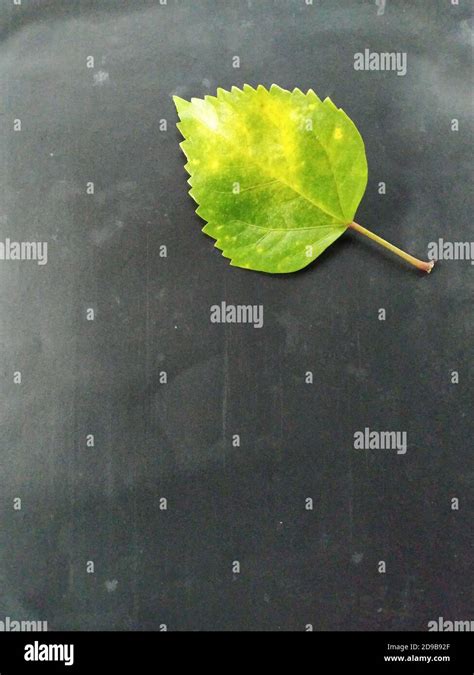 A Hibiscus Green Leaf In A Black Background Scientific Name Hibiscus