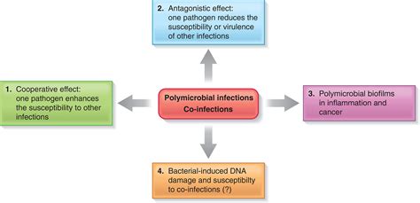 Co And Polymicrobial Infections In The Gut Mucosa The Hostmicrobiota