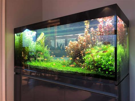 Les Aquariums D Eau Douce De Nos Clients