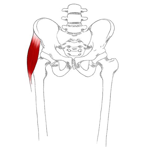 Tensor Fascia Lata Pain