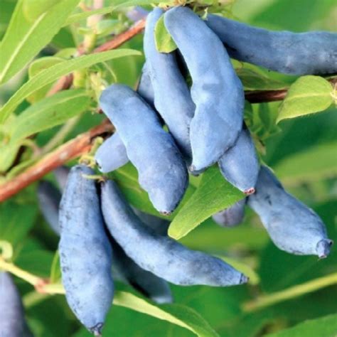 Жимолость «Нимфа» — описание, фото и характеристики сорта