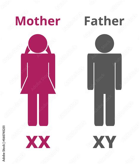 Vector Silhouettes Or Icons With X And Y Sex Chromosomes Which Determine The Biological Sex