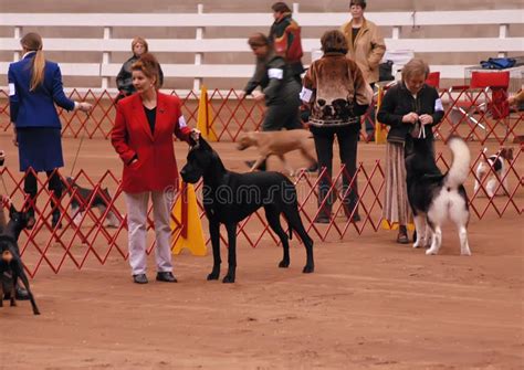 AKC Dog Show editorial stock photo. Image of ring, show - 12465358