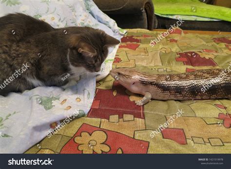 76 Cat Skink Images, Stock Photos & Vectors | Shutterstock