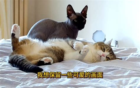 希望我家猫能看会电视 Caesar Cat Caesar Cat 哔哩哔哩视频