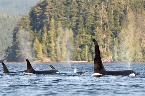 Orca Dreams: Canada's luxury whale watching base camp in British ...