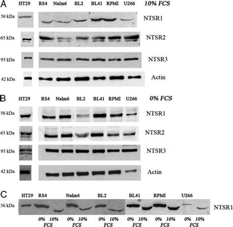 Differential Expression Of Neurotensin And Specific Receptors Ntsr1