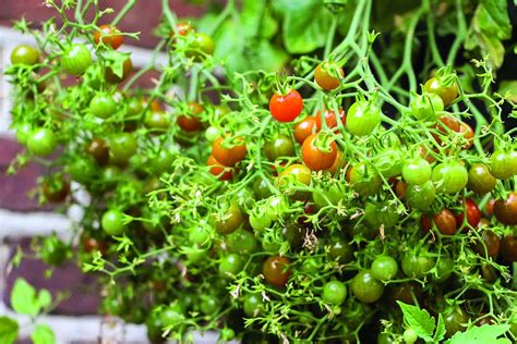 Welche Tomatensorte Kann Ich Direkt Ins Freiland Pflanzen Top Agrar