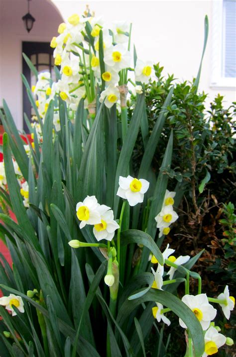 Chronica Domus: Spring In Winter