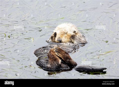 Sea Otter Sleeping Stock Photo - Alamy