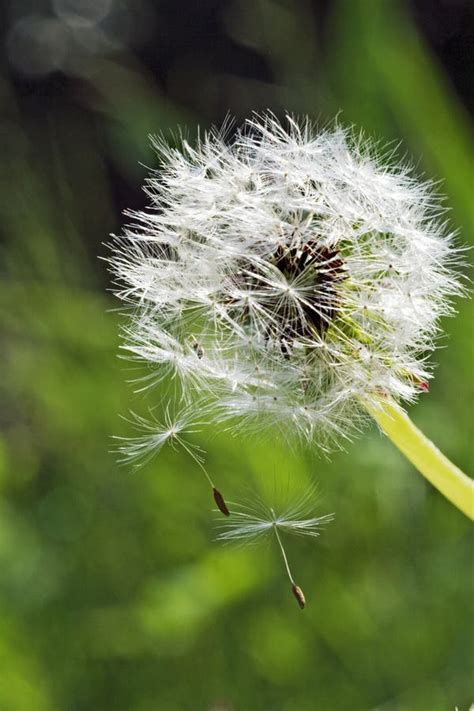 Seed Dispersal from Dandelion Stock Image - Image of falling, seeds: 2443007