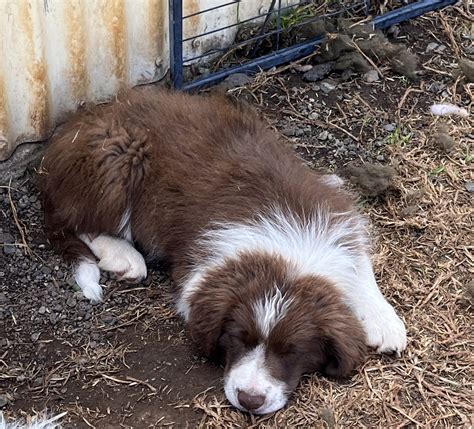 Border Collie - Warwick - PetsForHomes