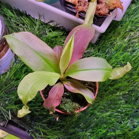 Nepenthes Mirabilis X N Veitchii Pink Pitcher Plant Carnivorous Insect Catcher Exotic