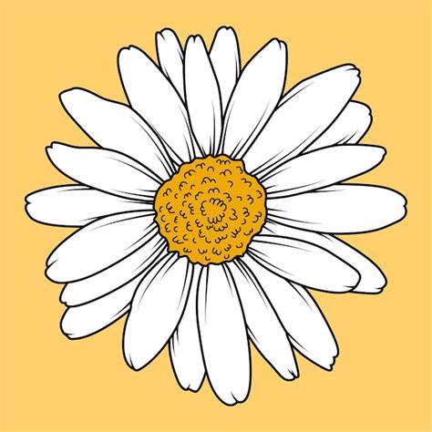 Premium Vector Chamomile Flower Illustration