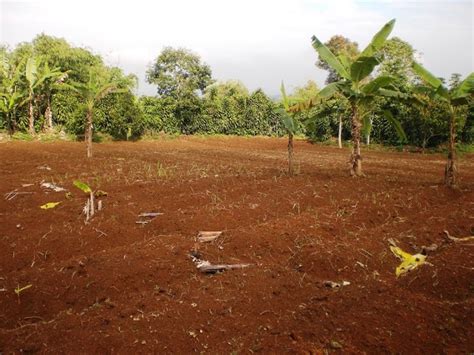 Pengertian Tanah Latosol Meliputi Proses Pembentukan, Persebaran ...