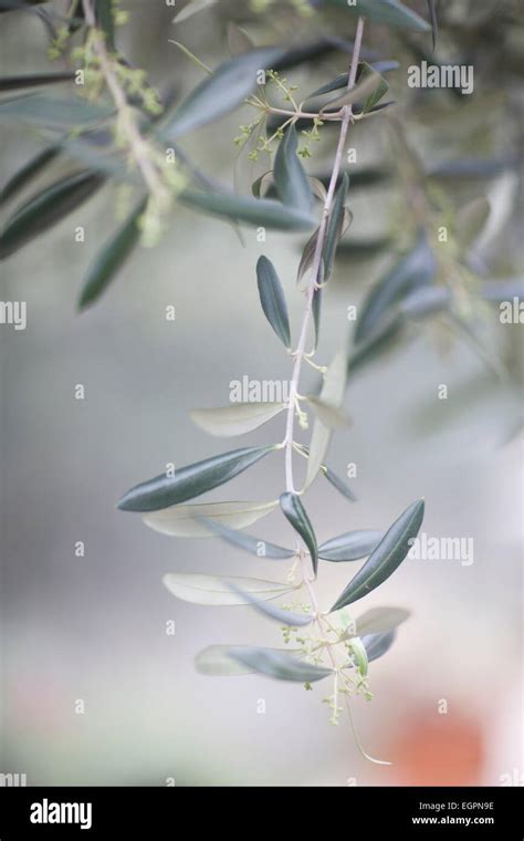 Olive Branch Hi Res Stock Photography And Images Alamy