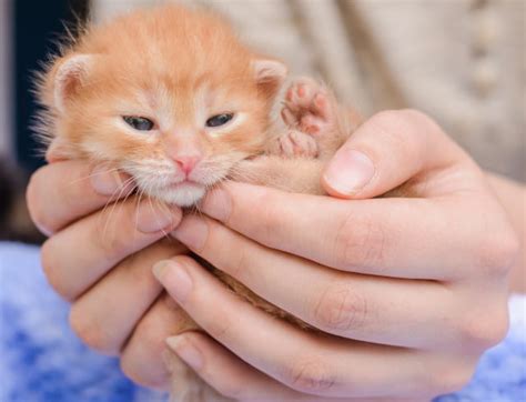 Vacina para gatos saibam quais são as principais Paixão Animal