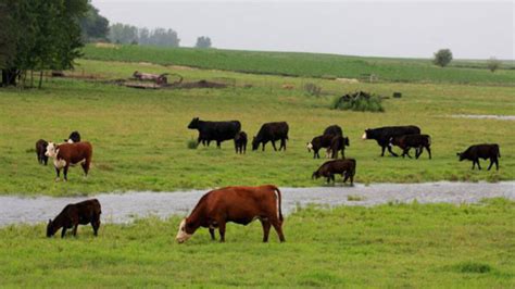 Teagasc Advice For Dairy Farmers Ideal Pre Grazing Swards And The