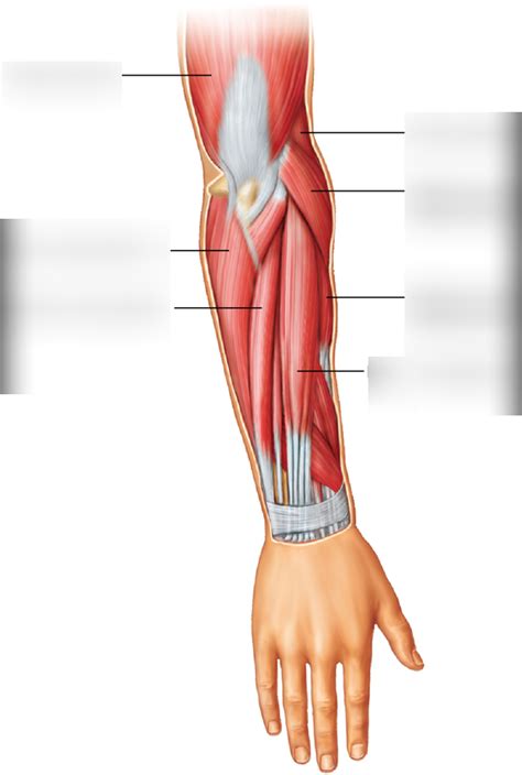 Posterior Lower Arm Muscles Diagram Quizlet