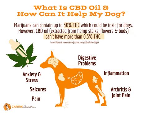 The Ultimate Guide To Cbd Oil For Dogs