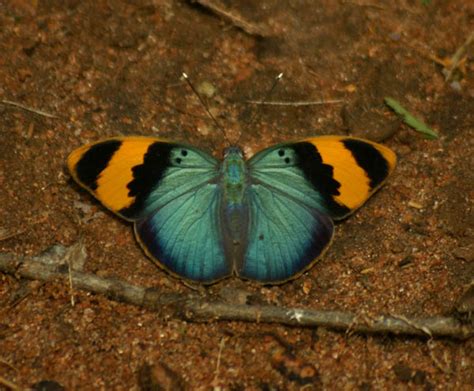 Flora Of Zimbabwe Insect Details Individual Images Euphaedra