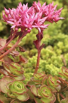 Benefits of Green Roofs | Sedum Green Roof