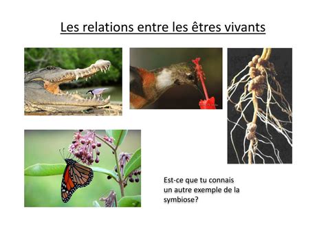 PPT Les relations entre les êtres vivants PowerPoint Presentation