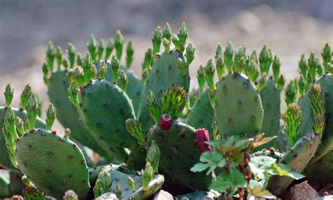 The Prickly Plant - Cactus - Wild Life & Nature - Kinooze